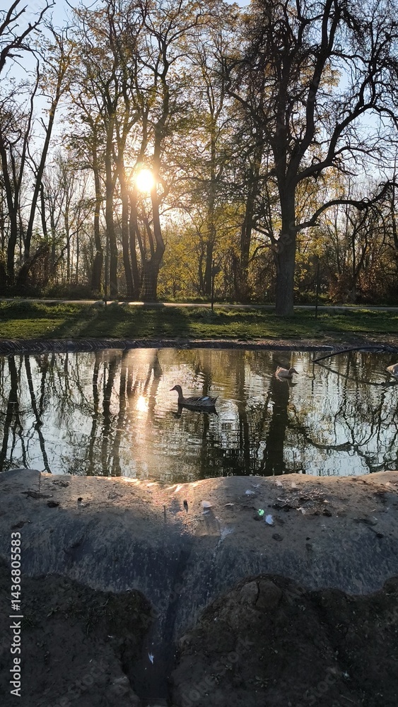 Serene pond reflecting sunlight with ducks swimming peacefully among trees creating a tranquil nature scene perfect for relaxation and outdoor enjoyment concept