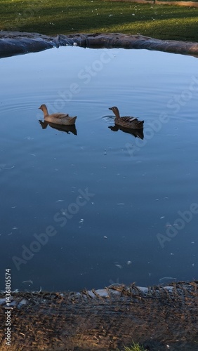 Obraz na płótnie Ducks swimming peacefully in a serene pond reflecting the surrounding nature creating a tranquil atmosphere and showcasing wildlife beauty concept w salonie