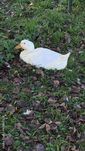 Obraz na płótnie White duck resting on green grass surrounded by fallen leaves in a serene outdoor setting showcasing nature's beauty and tranquility concept w salonie