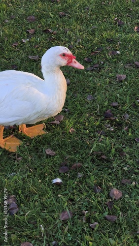 Obraz na płótnie White duck standing on green grass with fallen leaves, showcasing its vibrant features and natural habitat, emphasizing wildlife and nature appreciation concept w salonie