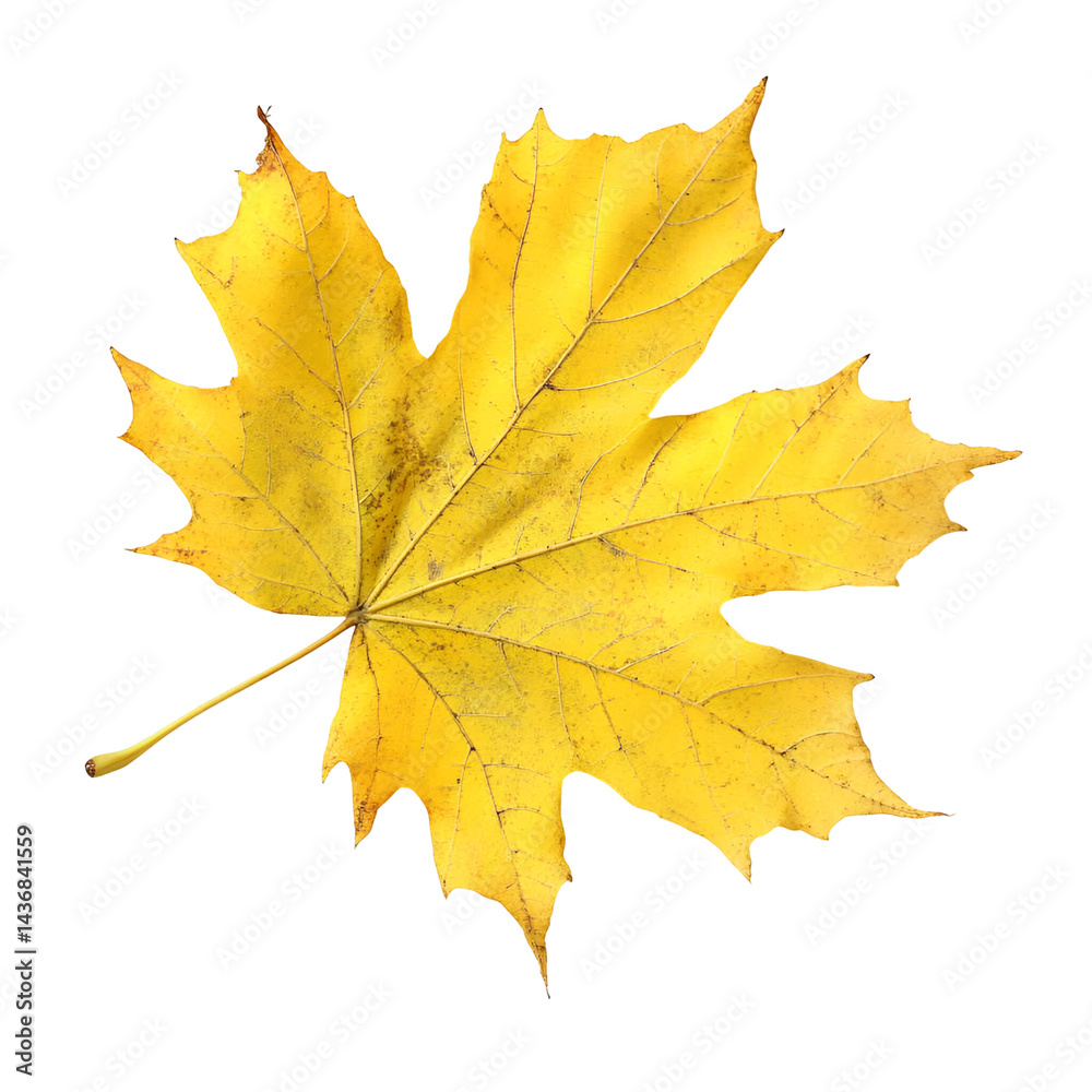 Obraz premium Autumnal yellow leaf close up nature photography