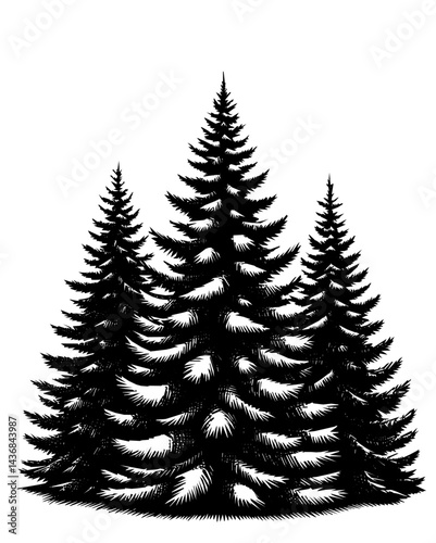 A detailed black and white illustration depicting a group of pine trees. The trees are shown with intricate shading and texture, creating a wintery forest scene.