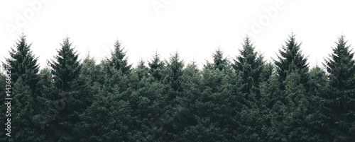 PNG Forest outdoors nature trees.