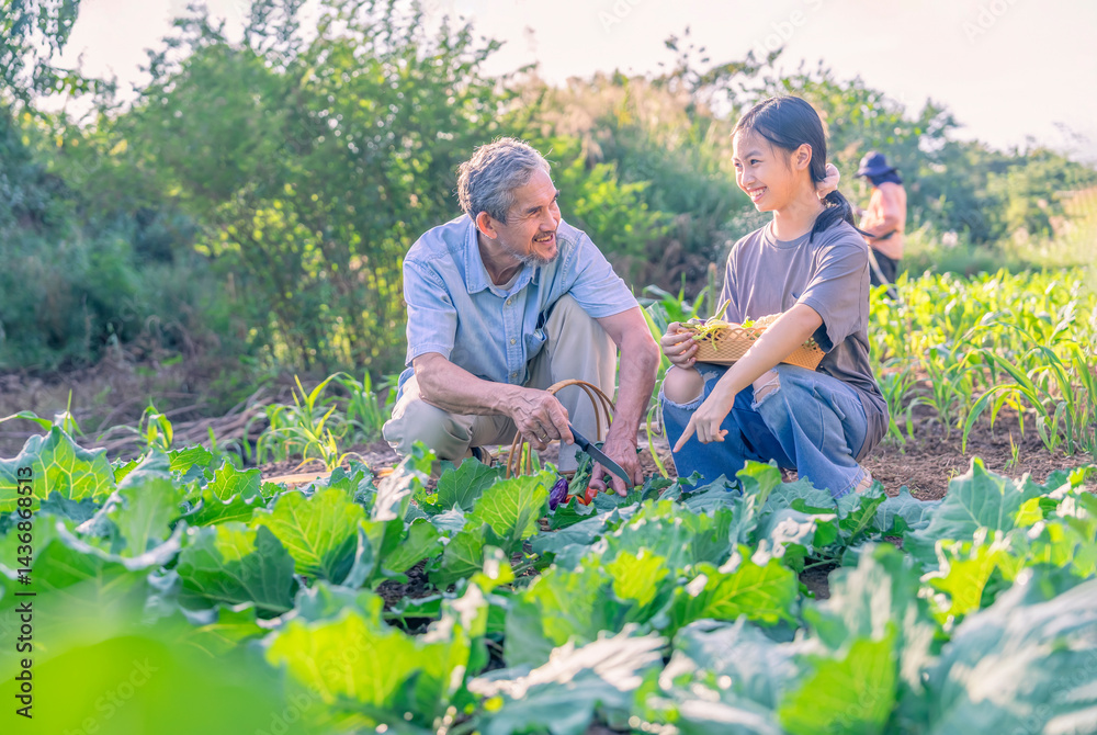 A girl with grandfather picking vegetables in the garden together,concept of family lifestyle in vegetables garden,home garden,organic food A girl with grandfather picking vegetables in the garden together,concept of family lifestyle in vegetables garden,home garden,organic food