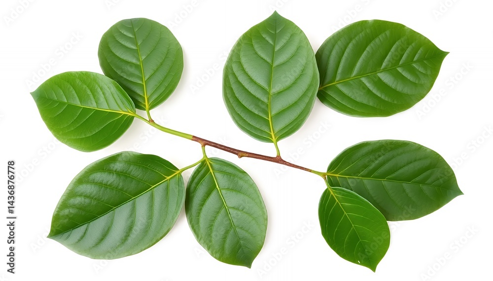Fototapeta premium Sprig With Green Leaves Isolated On White Screen Background Detailed Venation Smooth Texture Studio Lighting Perfect For Ecological Themes Ads Promotions Blank Backdrop