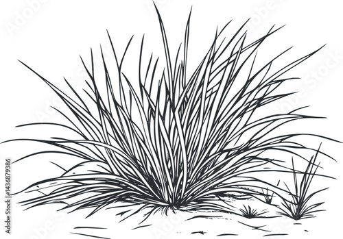 Black and white illustration of a bushy grass plant with long thin leaves growing from the ground