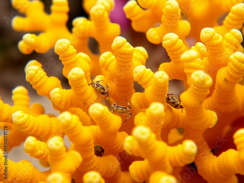 Obraz na płótnie A yellow coral with two crabs on it. The coral is yellow and has a lot of bumps w salonie