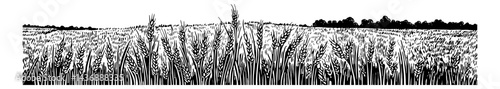 Engraved Style Vector Illustration of Wheat Field and Forest in Black and White