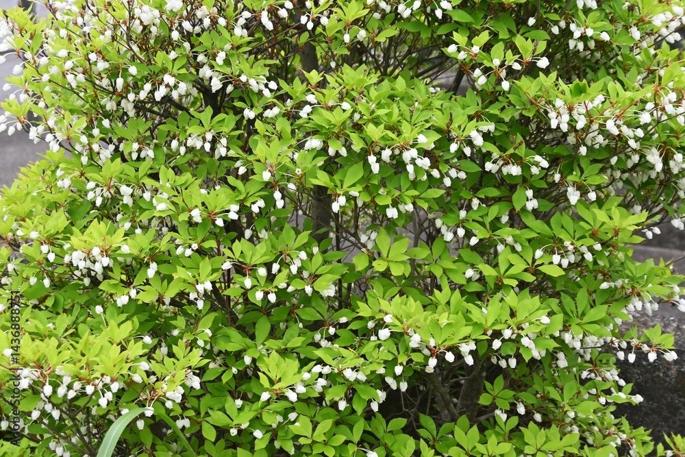 Fototapeta premium Japanese enkianthus flowers. Ericaceae deciduous shrub. Bell-shaped white flowers bloom in early summer, and the tender green leaves and autumn foliage are also beautiful. 