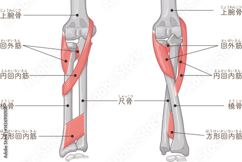 前腕の回内運動・回外運動のイラスト Arm Pronation and Supination