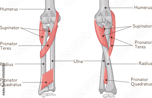 前腕の回内運動・回外運動のイラスト Arm Pronation and Supination