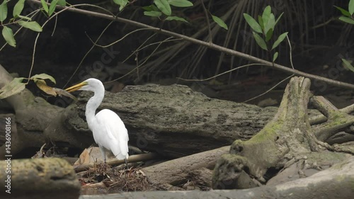 A Great Egret (Ardea alba) swiftly catches a fish from the water, showcasing its hunting skills in a coastal wetland environment.