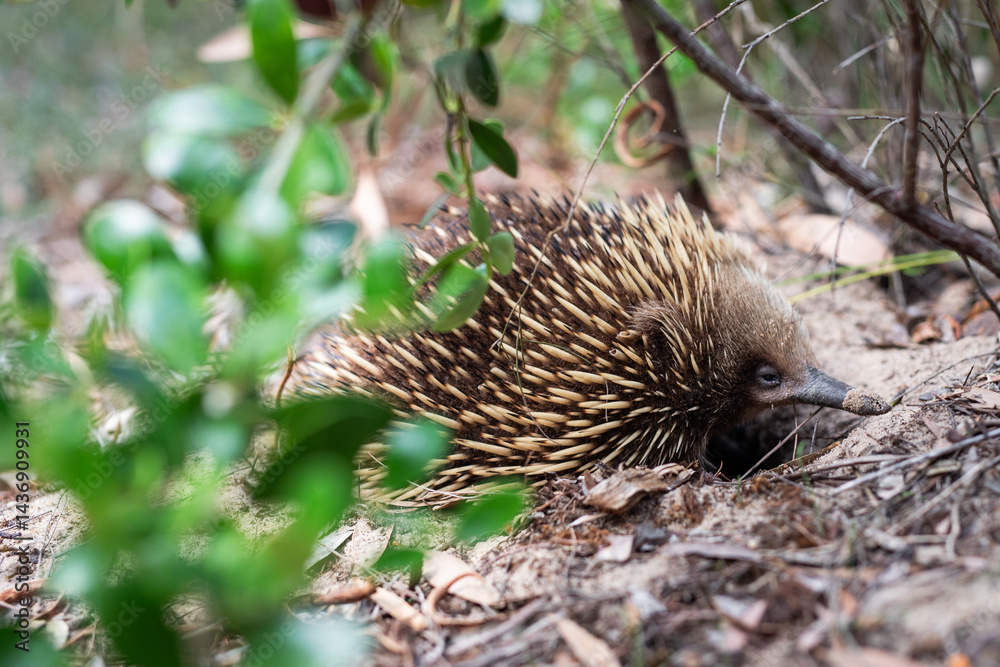 Obraz premium Echidna wild bush spikes scourage food