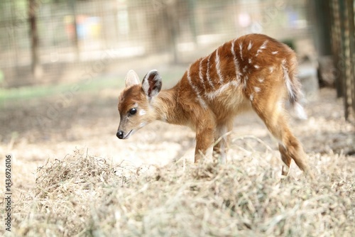 Photos portrait of a little sitatunga eating straw