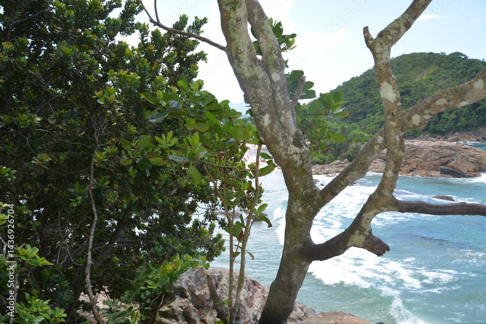 trindade