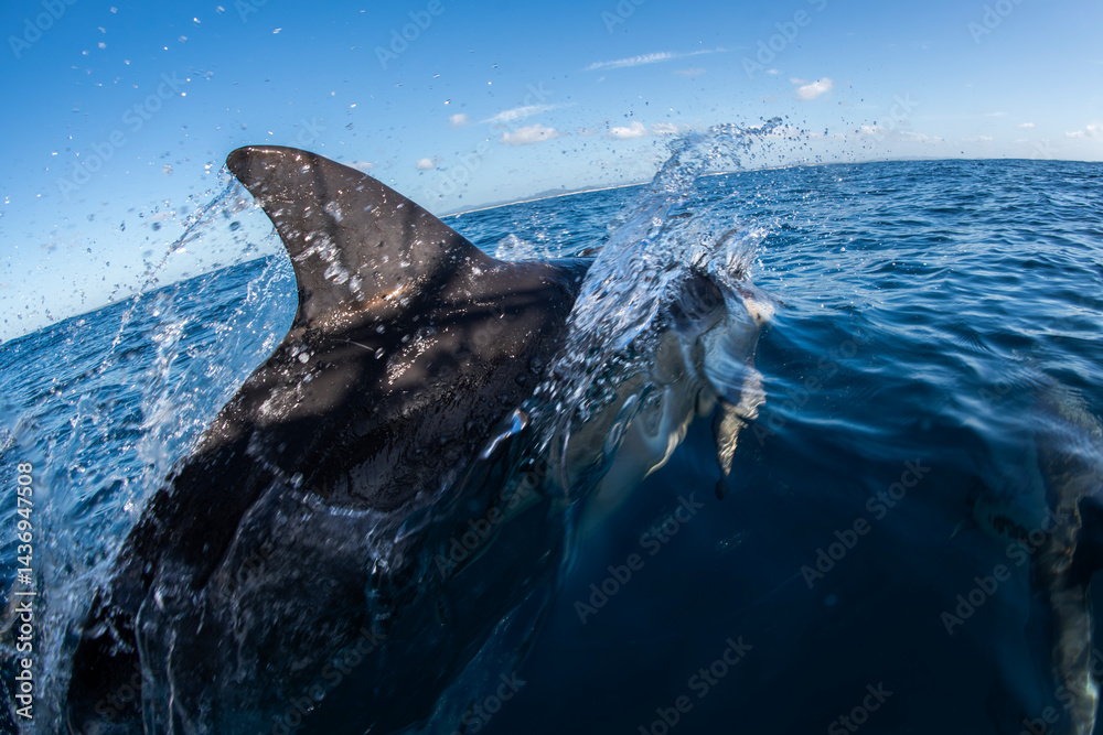 Fototapeta premium A dolphin bursts through the water off the coast of Australia.