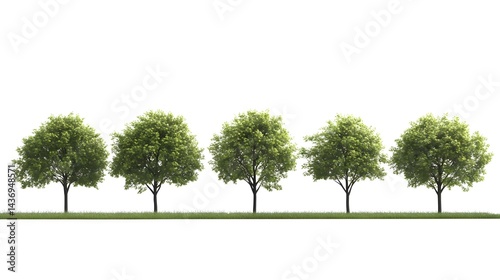 Row of Six Lush Green Trees of Various Heights Against White Background