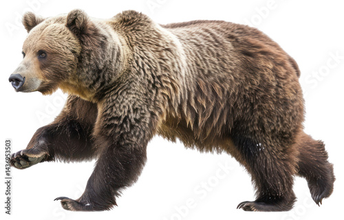 Wallpaper Mural PNG Brown bear running background wildlife isolated. Torontodigital.ca