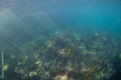 Fototapeta Naklejka Na Ścianę i Meble -  Seaweed and coral reef underwater.