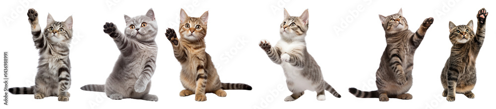 Obraz premium PNG Playful kittens reaching upward, element set on transparent background