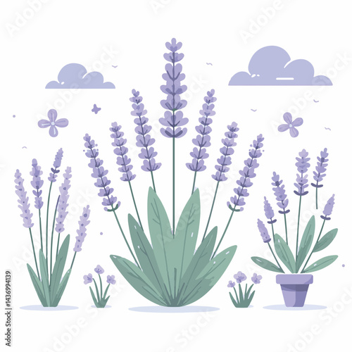 floral, nature, lavender, plant, design, flower, purple, background, blossom, isolated, bouquet, botanical, herbal, natural, herb, bloom, beauty, flora, art, vintage, violet, aroma, illustration, gard