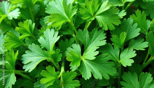 Fresh parsley leaves arranged in a decorative pattern , recipe, still life, farm