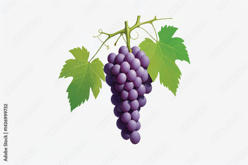 Fototapeta premium Fresh grape vine isolated white background