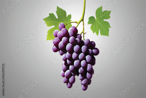 Fresh grape vine isolated white background