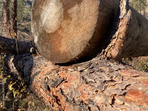 cut tree trunk
