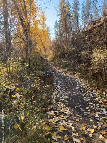 path in autumn forest