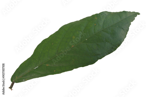 top view Streblus asper leaf isolated on transparent background