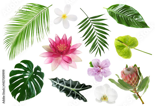 Different tropical leaves and flowers on white background, set