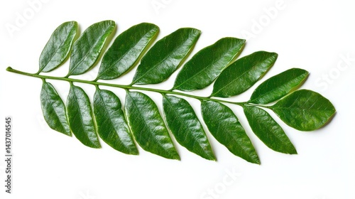 A tamarind tree leaf with soft, rounded tips
