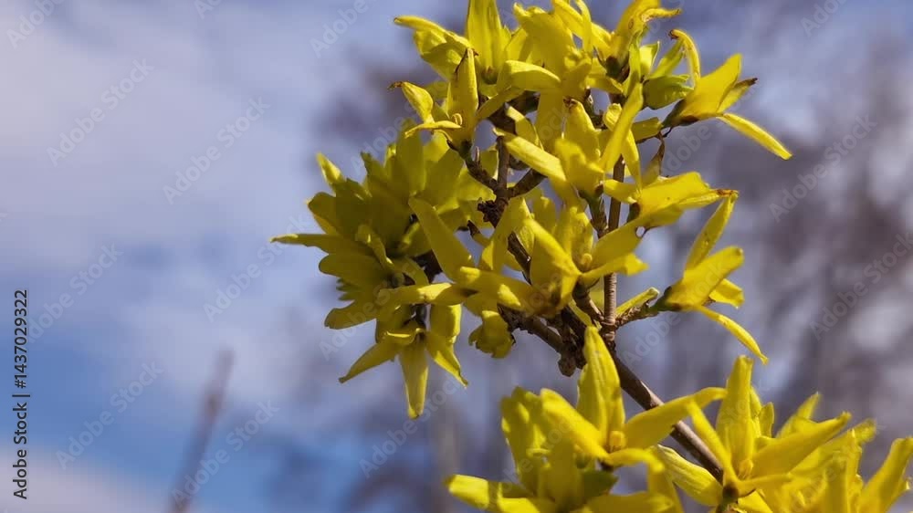 Bright yellow forsythia flowers in early spring against a beautiful sky with clouds, spring forsythia in bloom
