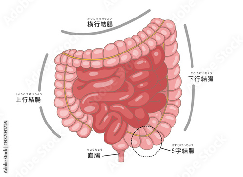 小腸・大腸の各部位を表すイラスト