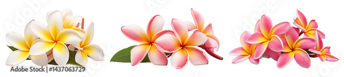 PNG Vibrant tropical plumeria flowers, element set on transparent background