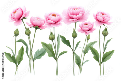 bunch of pink flowers with green leaves on a white background
