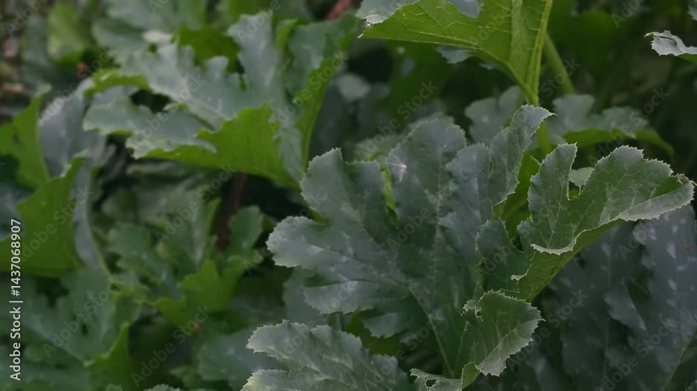 Vibrant green leaves fill the garden as sunlight filters through in late summer, highlighting the beauty of natural growth. Vibrant green leaves fill the garden as sunlight filters through in late summer, highlighting the beauty of natural growth.