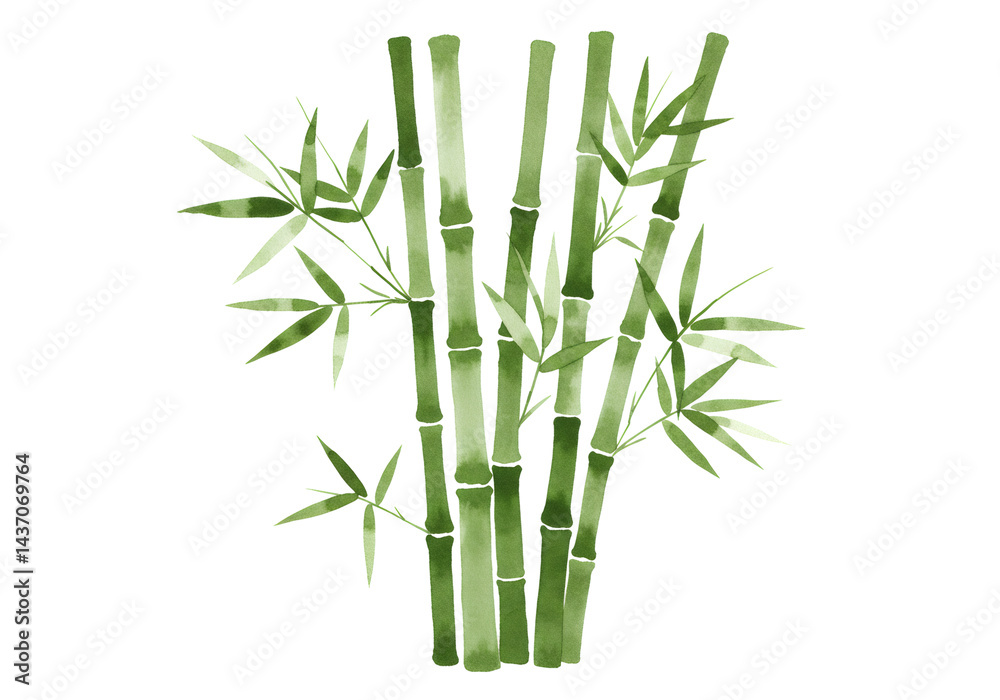 水彩画の緑色の竹の植物 透明な背景に葉のある自然要素のイラスト 水彩画の緑色の竹の植物 透明な背景に葉のある自然要素のイラスト