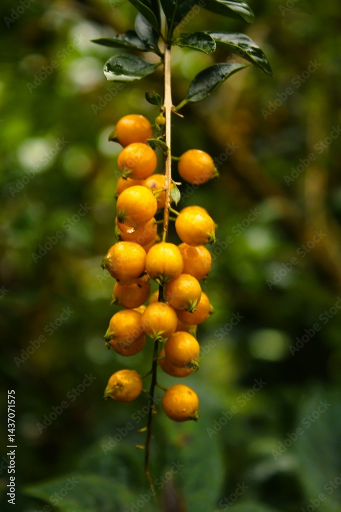 custom made wallpaper toronto digitalwild berries on tree