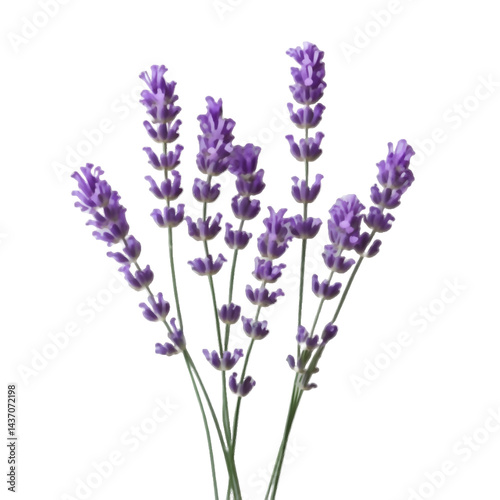 Fragrant Lavender Branch – PNG with Transparent Background