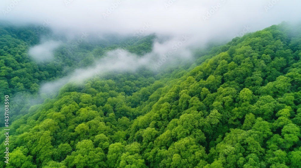 Obraz premium Misty mountain forest landscape. Lush green trees cover rolling hills. A layer of fog or mist floats over the peaks