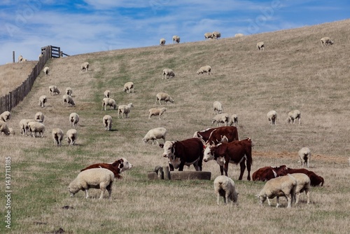 A herd of Hereford cattle and sheep graze together on a hillside farm in Duder Regional Park, Auckland, New Zealand. The animals are eating grass and coexisting peacefully in a rural setting.