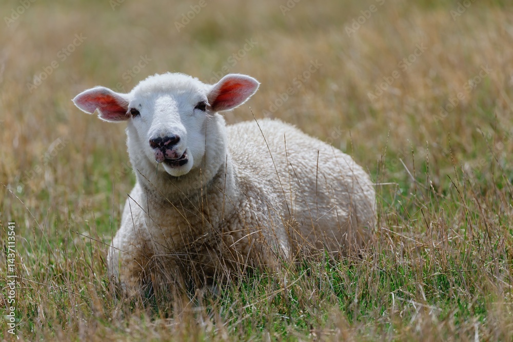 Fototapeta premium A sheep rests in a grassy field in Duder Regional Park, Auckland, New Zealand. The animal is chewing grass, enjoying a peaceful moment in its natural habitat. 