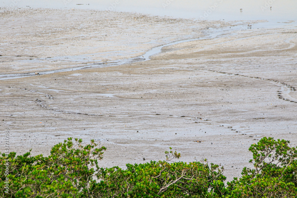 Coastal Mudflat Landscape with Mangrove Vegetation at Low Tide