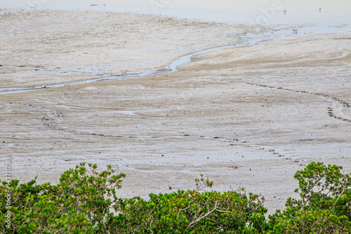 Coastal Mudflat Landscape with Mangrove Vegetation at Low Tide