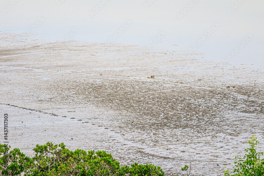 Coastal Mudflat Landscape with Mangrove Vegetation at Low Tide
