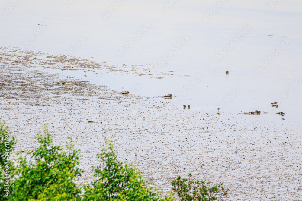 Coastal Mudflat Landscape with Mangrove Vegetation at Low Tide