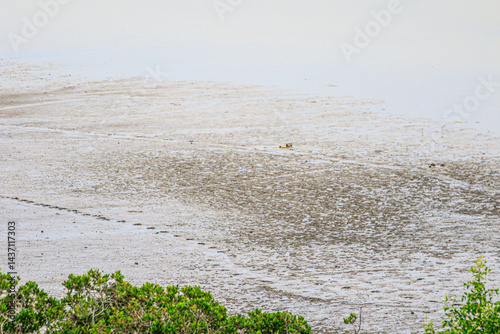 Obraz na płótnie Coastal Mudflat Landscape with Mangrove Vegetation at Low Tide w salonie