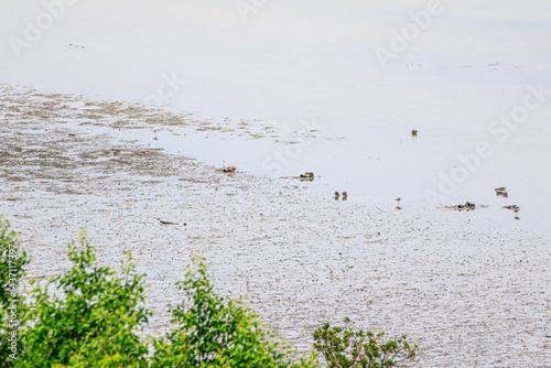 Obraz na płótnie Coastal Mudflat Landscape with Mangrove Vegetation at Low Tide w salonie